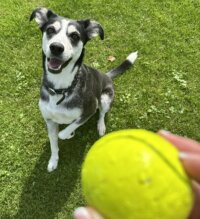 Ball spielen Ball spielen