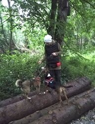 Beschäftigung Dogwalk Beschäftigung Dogwalk