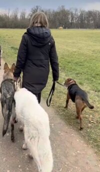 Dogwalk Dogwalk