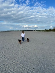 Dogwalk, Gassi Dogwalk, Gassi