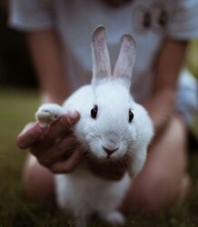 Betreuung Kleintier, Kaninchen, Hase, Meerschweinchen, Hamster Betreuung Kleintier, Kaninchen, Hase, Meerschweinchen, Hamster