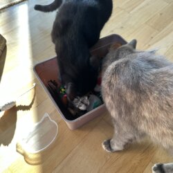 Katzen Suchspiele