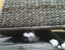 Katzenbetreuung Katzenbetreuung, Urlaubsbetreuung