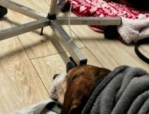 Das Vestibular-syndrom bei meinem Hund